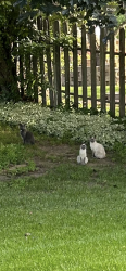 Found/Stray Unknown Cat last seen rice lake rd, Maple Grove, MN 55369