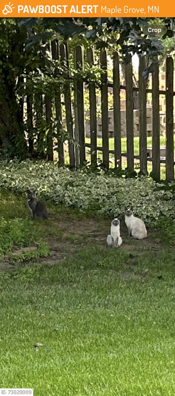 Found/Stray Unknown Cat last seen rice lake rd, Maple Grove, MN 55369
