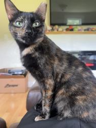 Lost Female Cat last seen In the woods behind the hse , Belmont, NC 28012