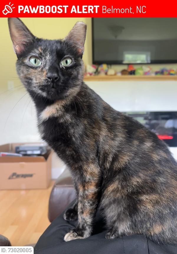 Lost Female Cat last seen In the woods behind the hse , Belmont, NC 28012