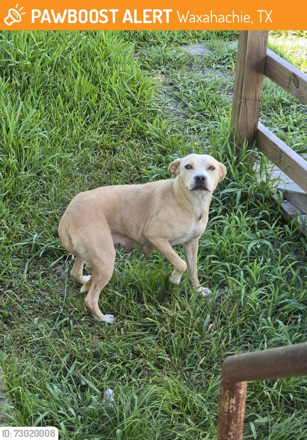 Found/Stray Unknown Dog last seen Feaster Road, Waxahachie, TX 75165