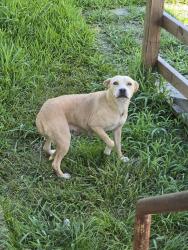 Found/Stray Unknown Dog last seen Feaster Road, Waxahachie, TX 75165