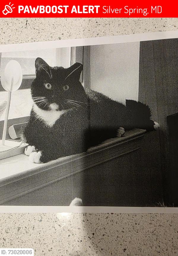 Lost Male Cat last seen Riderwood Village , Silver Spring, MD 20904