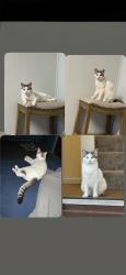 Lost Female Cat last seen Near & north ave , Milwaukee, WI 53206