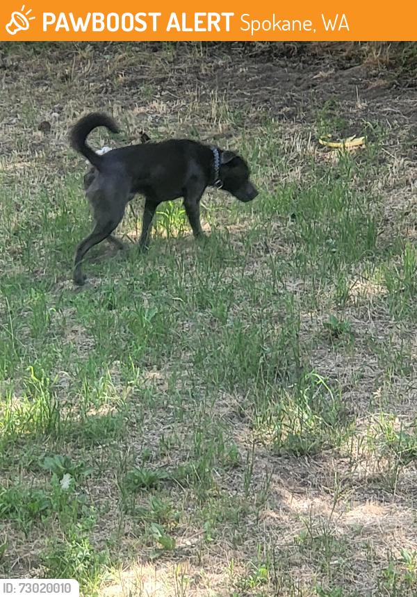 Found/Stray Male Dog last seen Northside Spokane, Spokane, WA 99260