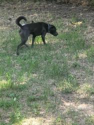 Found/Stray Male Dog last seen Northside Spokane, Spokane, WA 99260