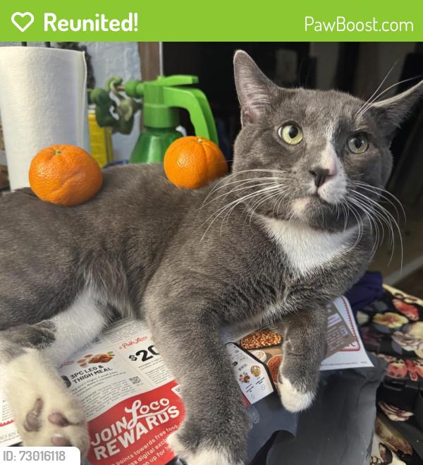 Reunited Male Cat last seen Madison , Sacramento, CA 95841