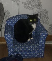 Reunited Female Cat last seen Metchley ests, Harborne, England B17 0LA