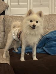 Lost Male Dog last seen Pedro st, El Paso County, TX 79928