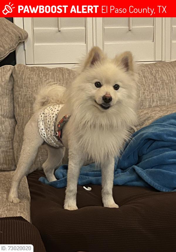 Lost Male Dog last seen Pedro st, El Paso County, TX 79928