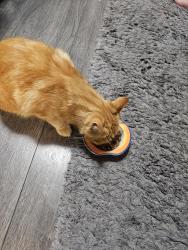 Reunited Male Cat last seen St pauls hill rd hyde, Greater Manchester, England SK14