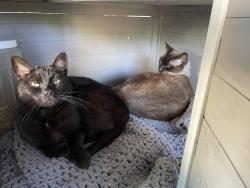 Lost Male Cat last seen Giselle ln, Stockton, CA 95206