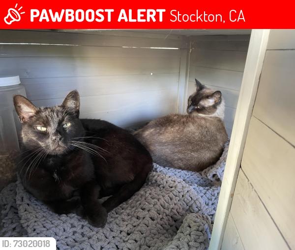 Lost Male Cat last seen Giselle ln, Stockton, CA 95206