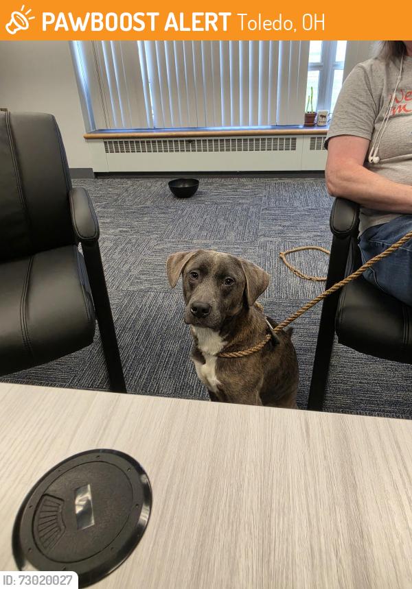 Found/Stray Male Dog last seen Summit & Manhattan, Toledo, OH 43611