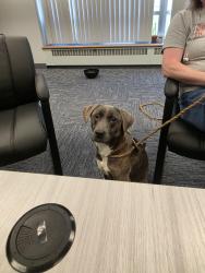 Found/Stray Male Dog last seen Summit & Manhattan, Toledo, OH 43611