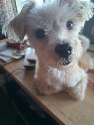 Found/Stray Male Dog last seen Moog rd, Elfers, FL 34690