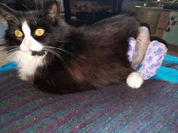 Lost Female Cat last seen Meadowbrook cross street with our May Road Location, Richmond, CA 94803