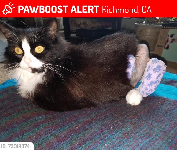 Lost Female Cat last seen Meadowbrook cross street with our May Road Location, Richmond, CA 94803