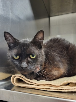 Shelter Stray Female Cat last seen Cox Rd Chick fil a, County/Unicorporated, NC, 1491 Business Park Ct, Gastonia, NC 28052, USA