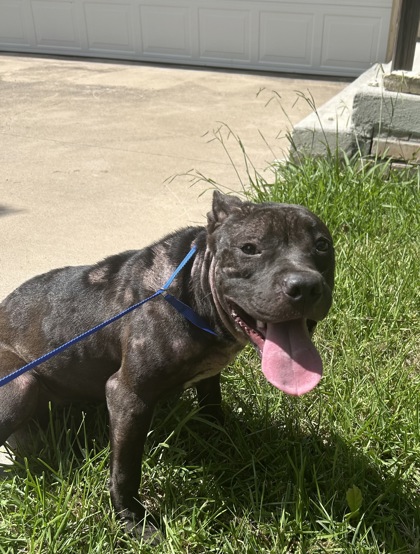 Shelter Stray Female Dog last seen Santa Monica Dr, West District, TX, 355 Hillshire Dr, Haslet, TX 76052, USA