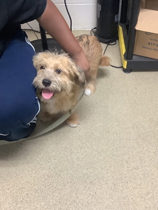 Shelter Stray Female Dog last seen , West District, TX, 355 Hillshire Dr, Haslet, TX 76052, USA