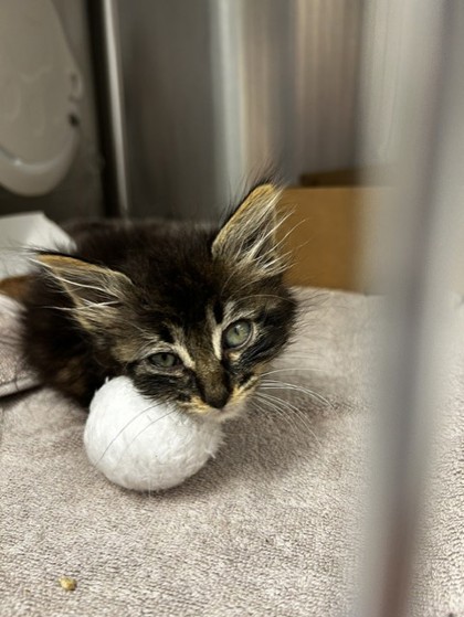 Shelter Stray Female Cat last seen Cirby Hills Dr / Cirby Way, Roseville City, CA, 200 Tahoe Ave, Roseville, CA 95678, USA