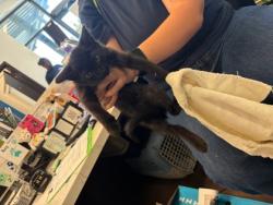 Shelter Stray Male Cat last seen Near Brook Dr., Atlanta, GA, 1251 Fulton Industrial Blvd NW, Atlanta, GA 30336, USA