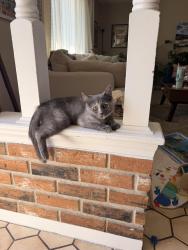 Reunited Female Cat last seen 108th Ave & Harlan, Westminster, CO 80020