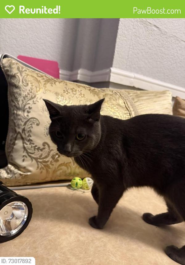 Reunited Female Cat last seen Calshot Road B42 2BZ, West Midlands, England B42 2BZ