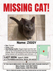 Reunited Female Cat last seen Capall Equestrian Center on North Medina Line near Remse, Akron, OH 44333