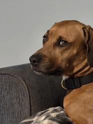 Lost Male Dog last seen Edgewood dr, Fort Myers, FL 33916