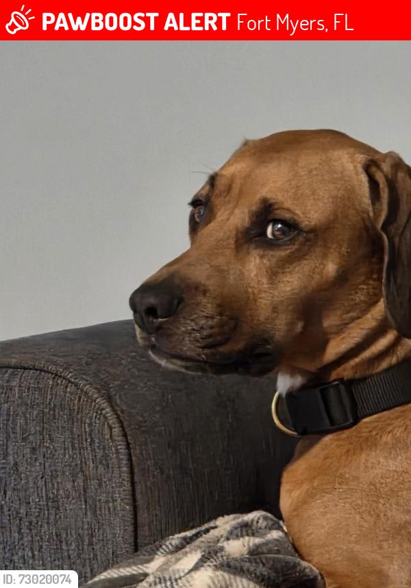 Lost Male Dog last seen Edgewood dr, Fort Myers, FL 33916