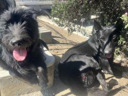 Reunited Unknown Dog last seen Parking lot behind Hilltop Jamaica Restaurant and Lounge, Pomona, CA 91766