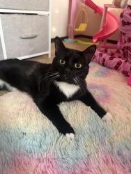 Reunited Male Cat last seen Windmill dr & Milford ave , Marysville, OH 43040