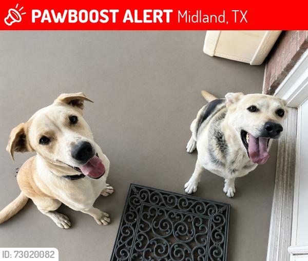 Lost Female Dog last seen Douglas Ave and Alpine St, Midland, TX 79703