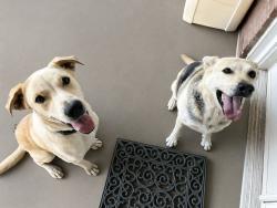 Lost Female Dog last seen Douglas Ave and Alpine St, Midland, TX 79703