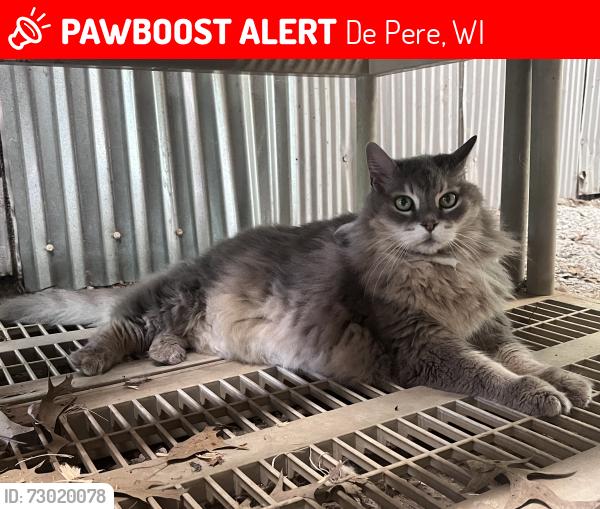 Lost Male Cat last seen ZZ and Moonriver, De Pere, WI 54115