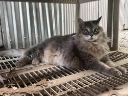 Lost Male Cat last seen ZZ and Moonriver, De Pere, WI 54115