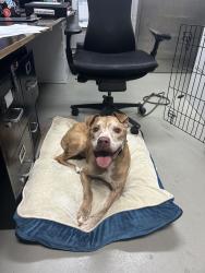 Shelter Stray Male Dog last seen Willowbrook Road, STATEN ISLAND, NY, 10314, 3139 Veterans Rd W, Staten Island, NY 10309, USA