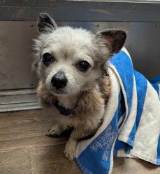 Shelter Stray Male Dog last seen Near Linda Vista Road, San Diego, CA, 92111, 5500 Gaines St, San Diego, CA 92110, USA