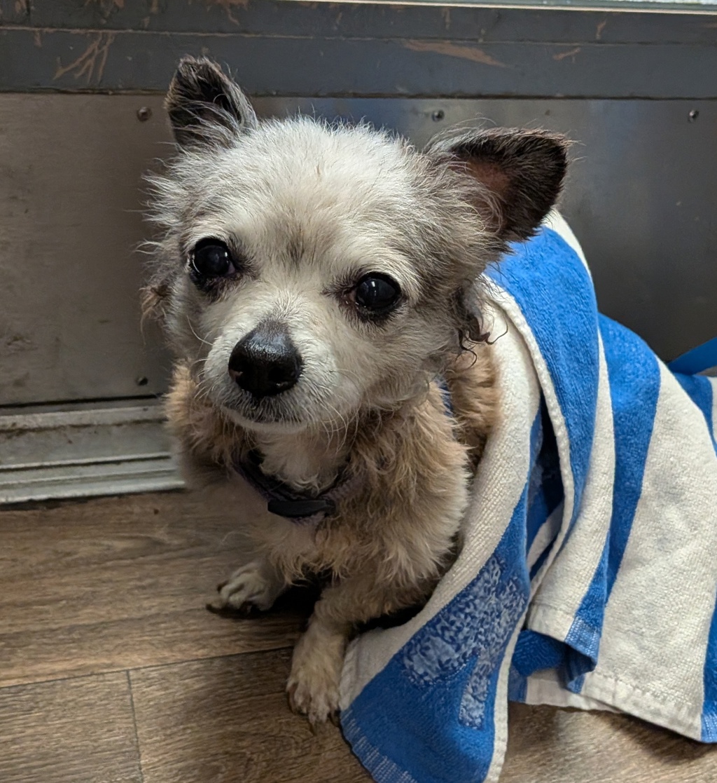 Shelter Stray Male Dog last seen Near Linda Vista Road, San Diego, CA, 92111, 5500 Gaines St, San Diego, CA 92110, USA