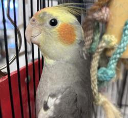 Shelter Stray Female Bird last seen NE 127th and Glisan, PORTLAND, OR, 97230, 1700 W Historic Columbia River Hwy, Troutdale, OR 97060, USA