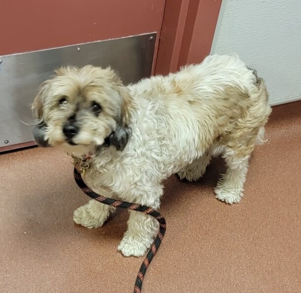 Shelter Stray Female Dog last seen Near Garcia Avenue, SAN LEANDRO, CA, 94577, 8323 Baldwin St, Oakland, CA 94621, USA