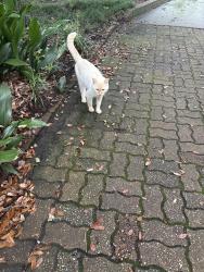Found/Stray Unknown Cat last seen Near UL, Lafayette, LA 70504