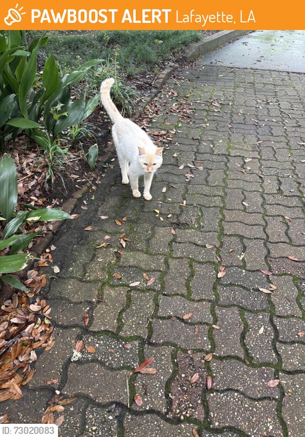 Found/Stray Unknown Cat last seen Near UL, Lafayette, LA 70504