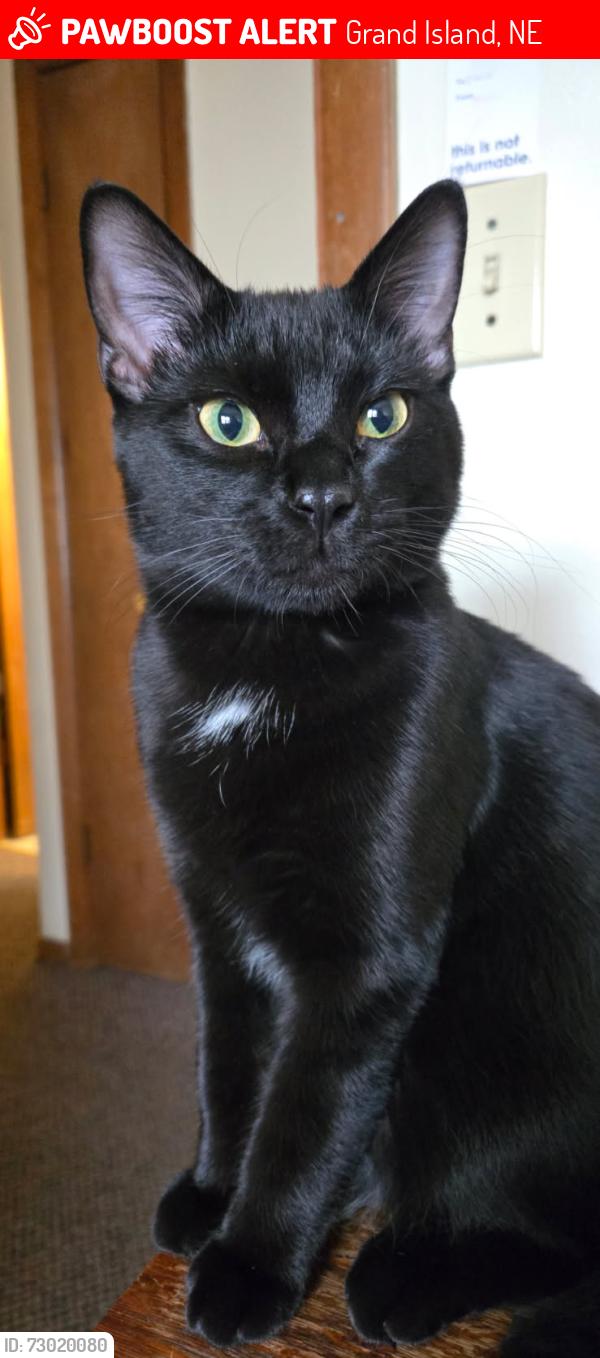 Lost Male Cat last seen Custer & college by GISH, Grand Island, NE 68802