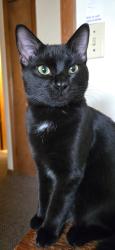 Lost Male Cat last seen Custer & college by GISH, Grand Island, NE 68802