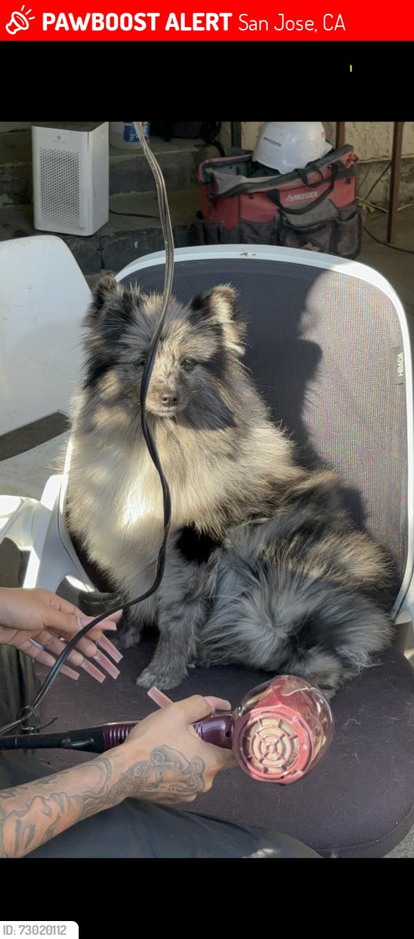 Lost Male Dog last seen Willard ave , San Jose, CA 95126