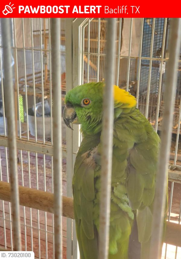 Lost Unknown Bird last seen Orange Street, Bacliff, TX 77518