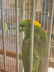 Lost Unknown Bird last seen Orange Street, Bacliff, TX 77518